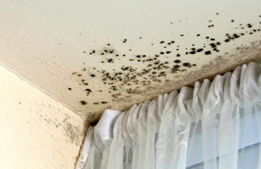 Mould at the corner of a room