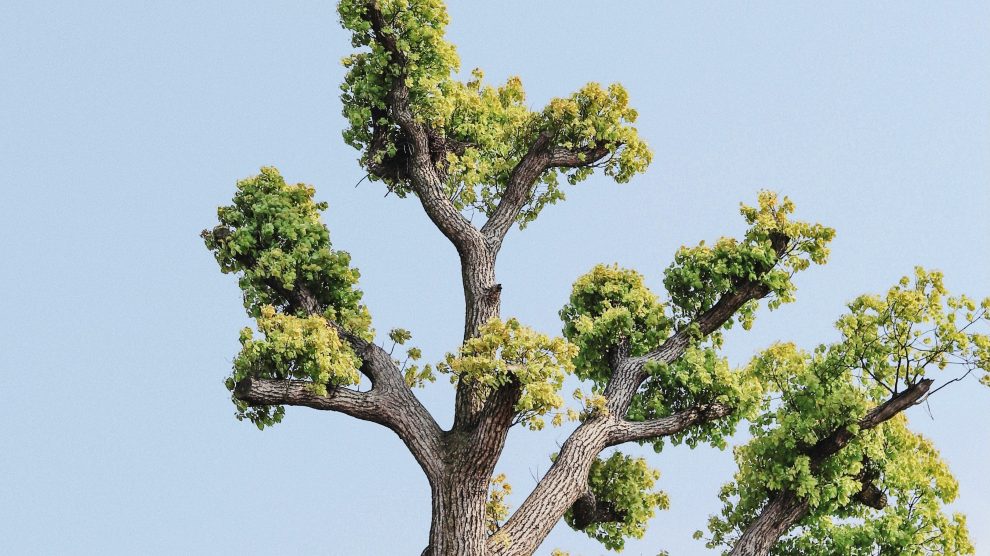 A budding tree