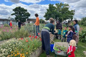 A group of people work in a garden