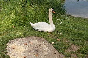 Swan in Forest Lane Park