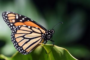 butterfly on a leaf
