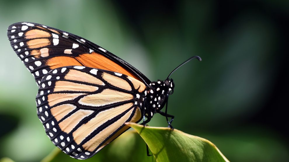 butterfly on a leaf