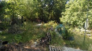 Overgrown plots at Bridle Path Allotments in Manor Park (credit Simon Shaw)