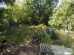 Overgrown plots at Bridle Path Allotments in Manor Park (credit Simon Shaw)