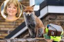 Rachel Tripp (inset left) is warning foxes will tip over food waste caddies (inset right) (credit TJ Holowaychuk via Unsplash)