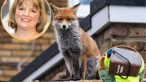 Rachel Tripp (inset left) is warning foxes will tip over food waste caddies (inset right) (credit TJ Holowaychuk via Unsplash)